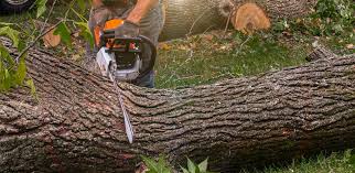 How Our Tree Care Process Works  in Chalmette, LA